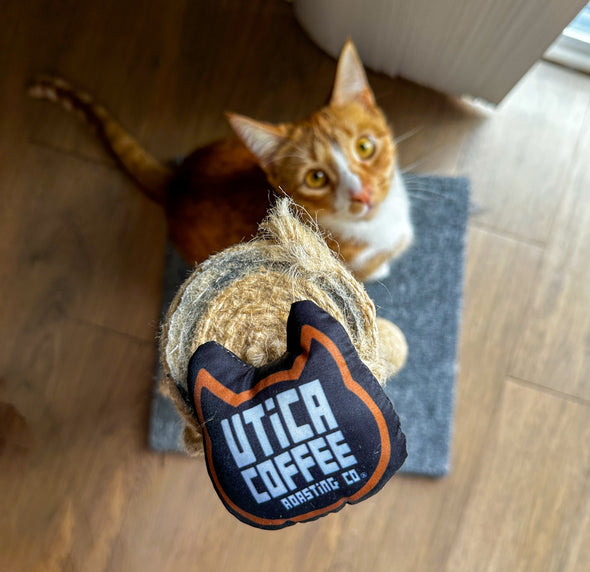Cat Toy